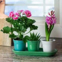 Fiesta® Windowsill Garden Set | Cool 8 Fiesta® Windowsill Garden Set | Cool -Kitchen Tools Shop coolgarden